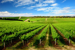 vineyard surveyors Melbourne